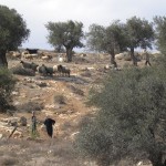 Israel: En route to Bethlehem with Rachel and Ruth