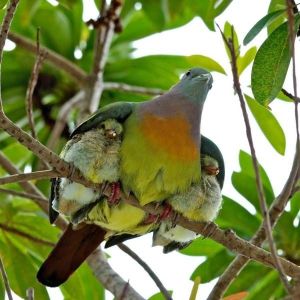Two Birds Beneath His Wings