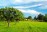 Mature Apple Trees