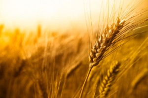 Wheat in Field