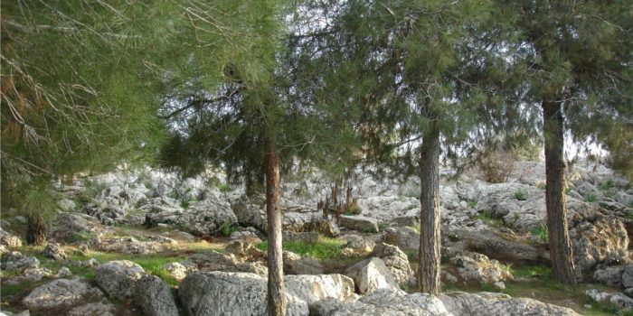 Trees and Rocks in Israel