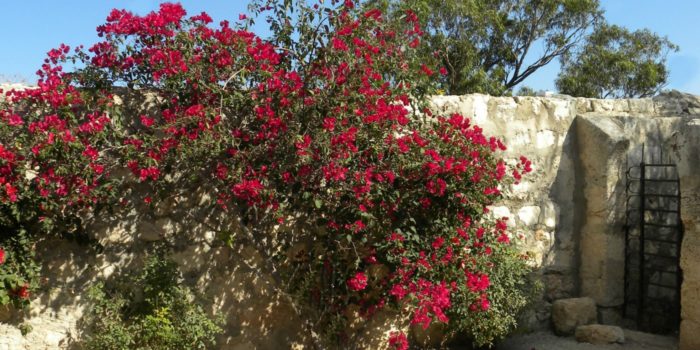 Red Flowers at Gate of Home in Israel