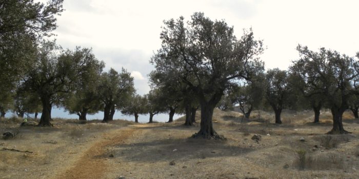 Grove of Trees in Israel