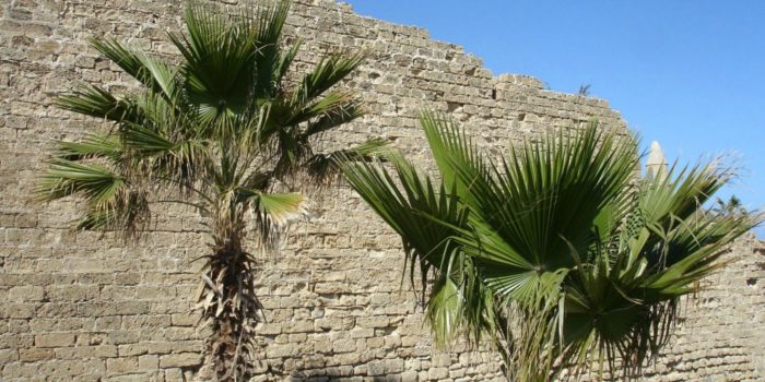 Palm Trees in Israel
