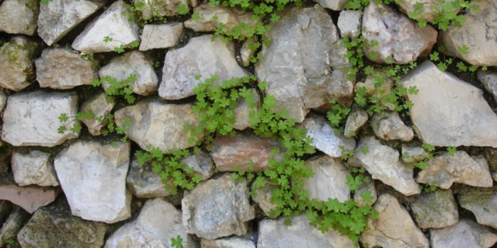 Stones bursting with life in Israel