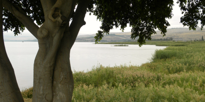Tree by the Sea of Galilee