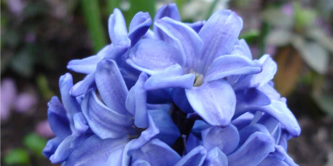 Blue Hyacinth