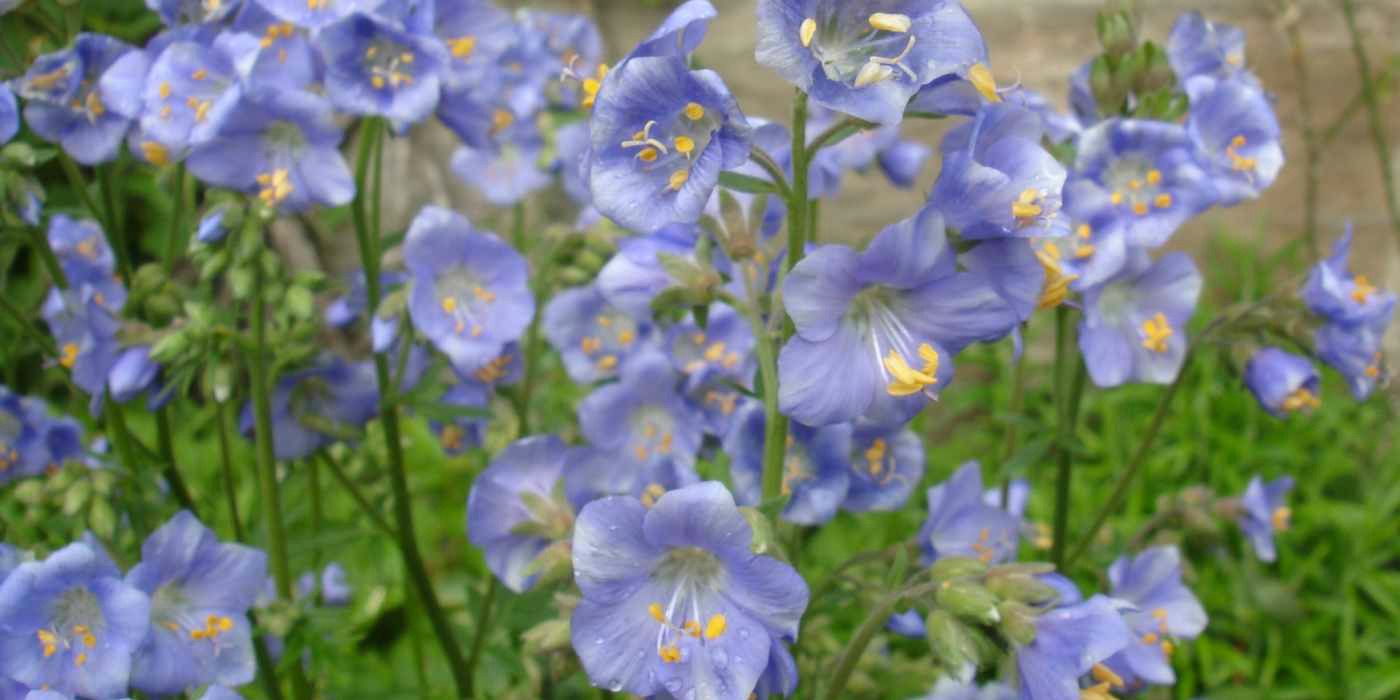 Blue Flowers at Cawdor Castle