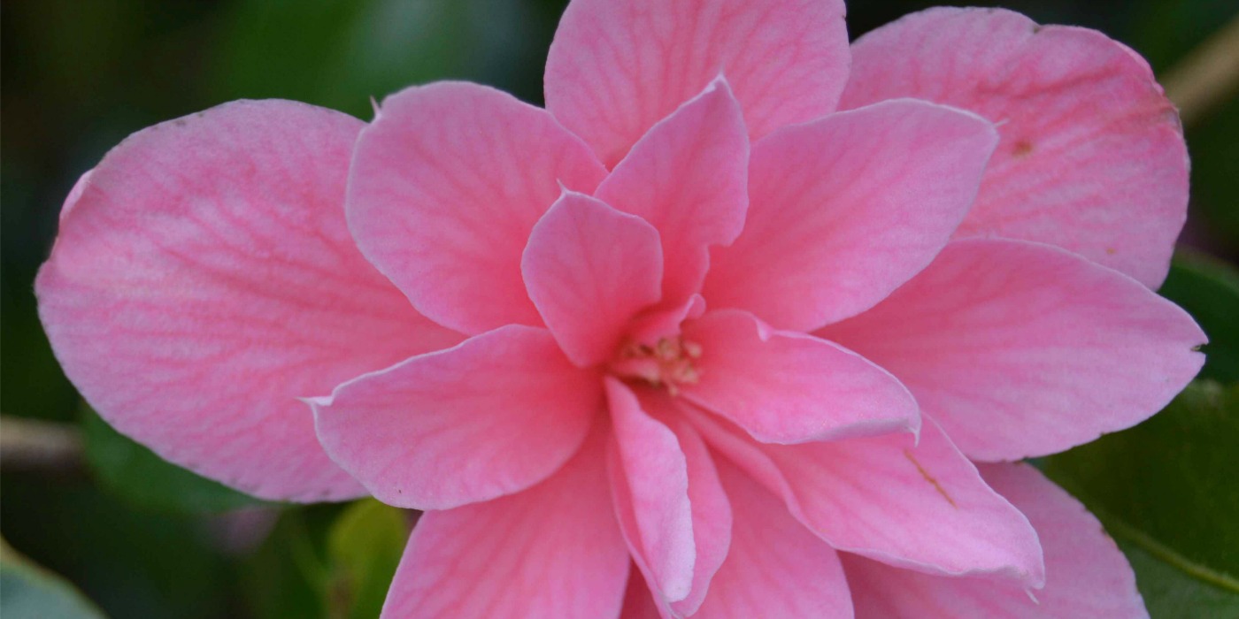 Pink Rhododendron