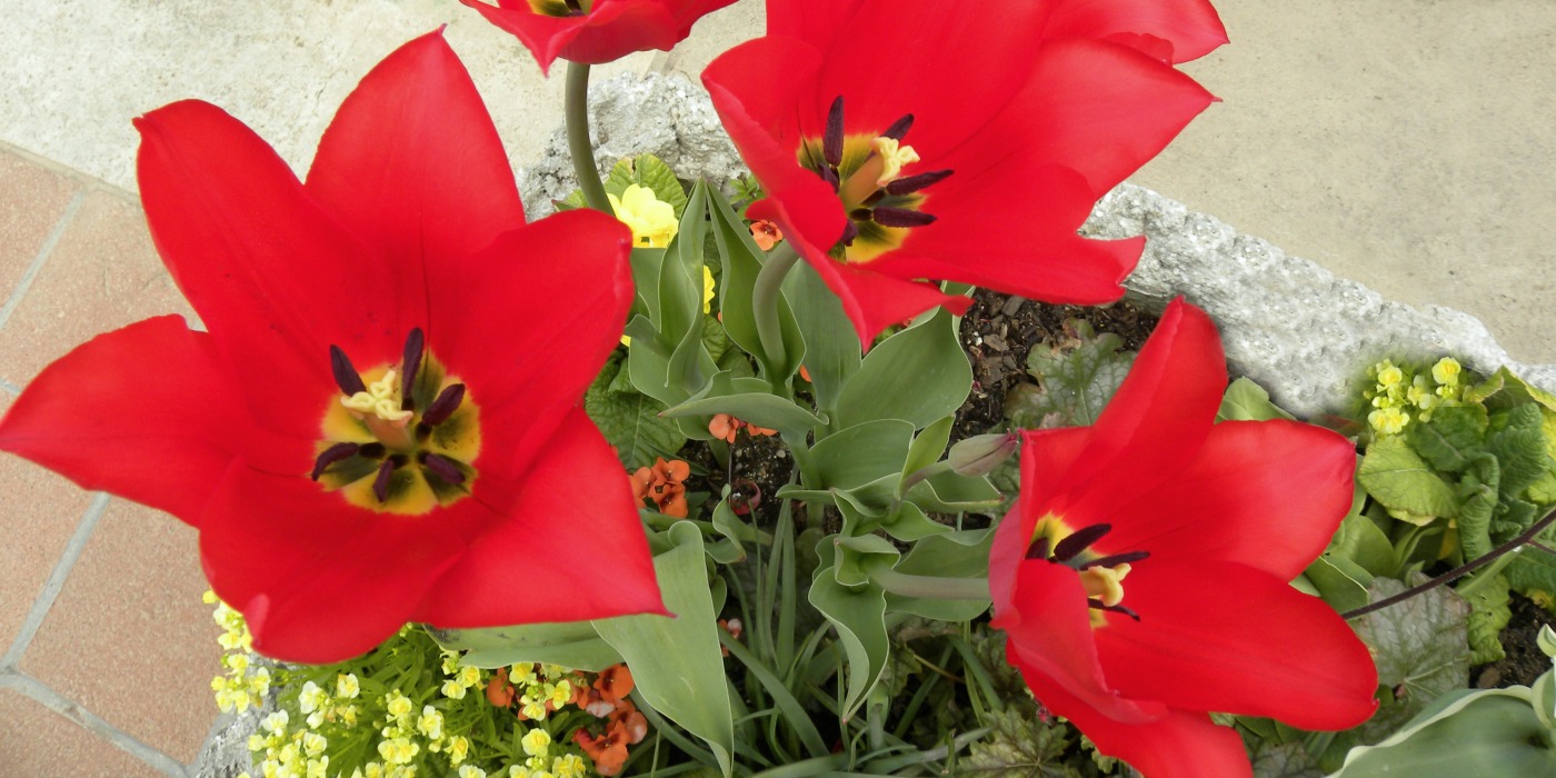 Red Flowers