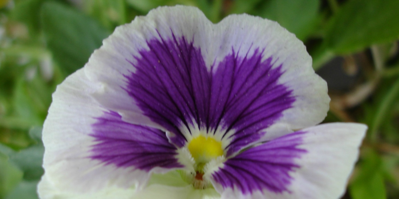 White and Purple Pansy