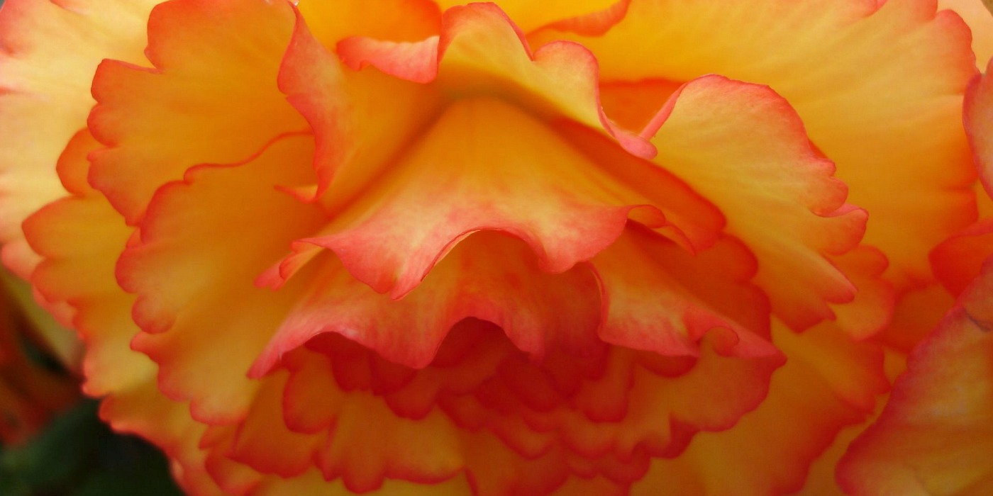 New Zealand Begonia 54