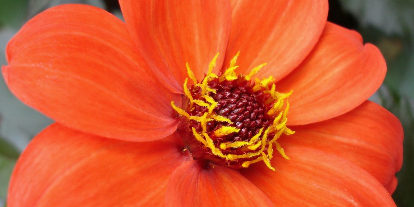 Wellington Flower | Hang On to Hope