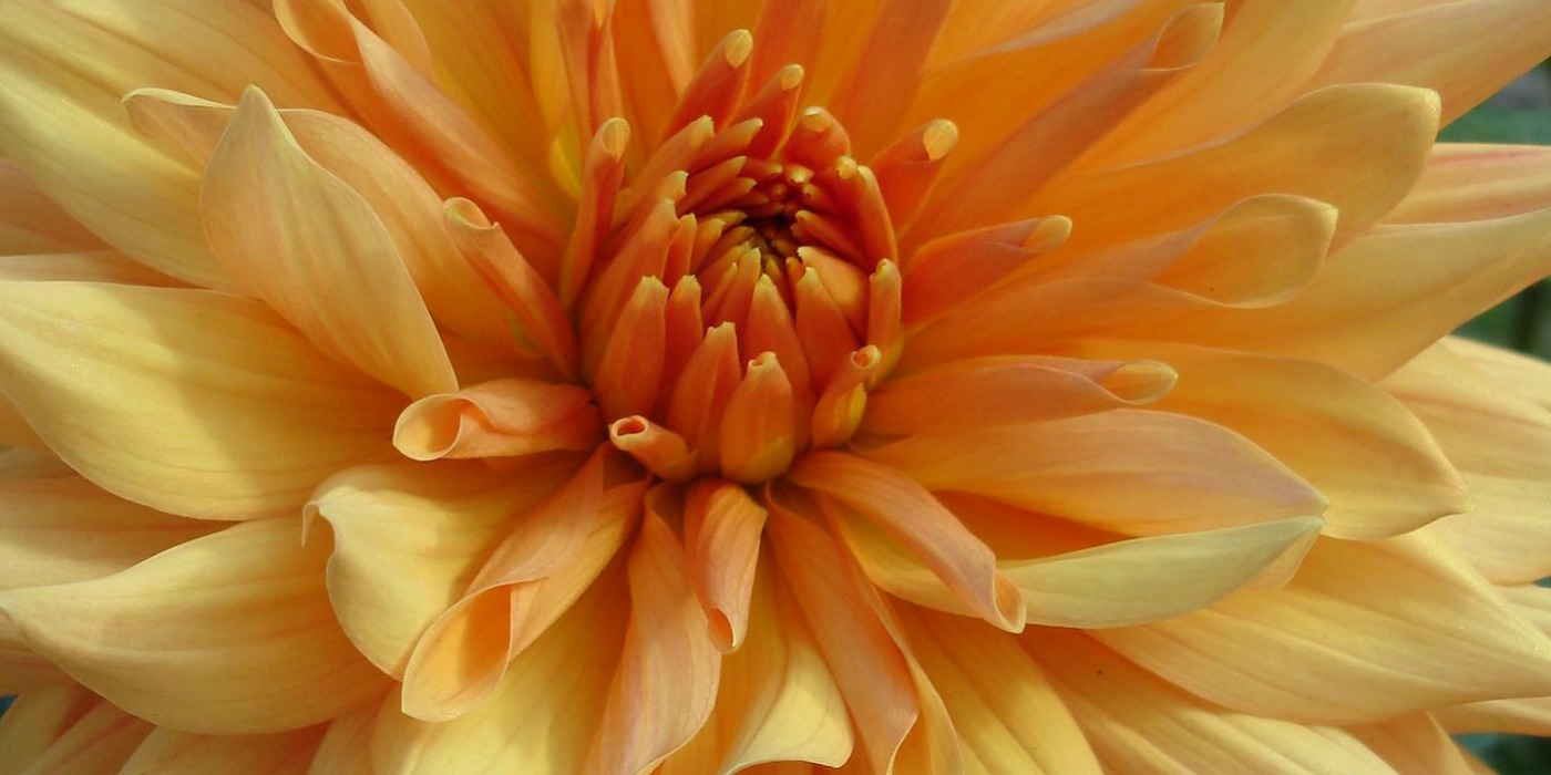 Nova Scotia Flower | Hang On to Hope