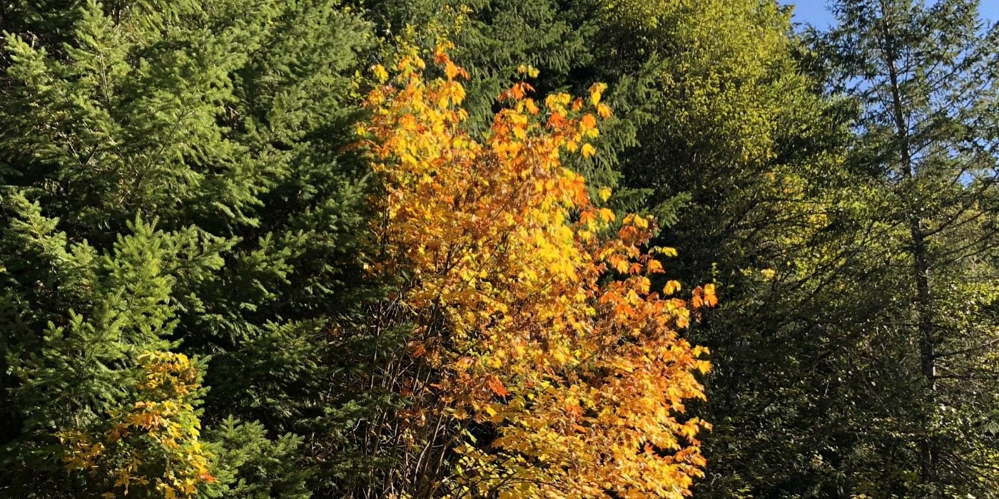 Glowing Bush in Oregon