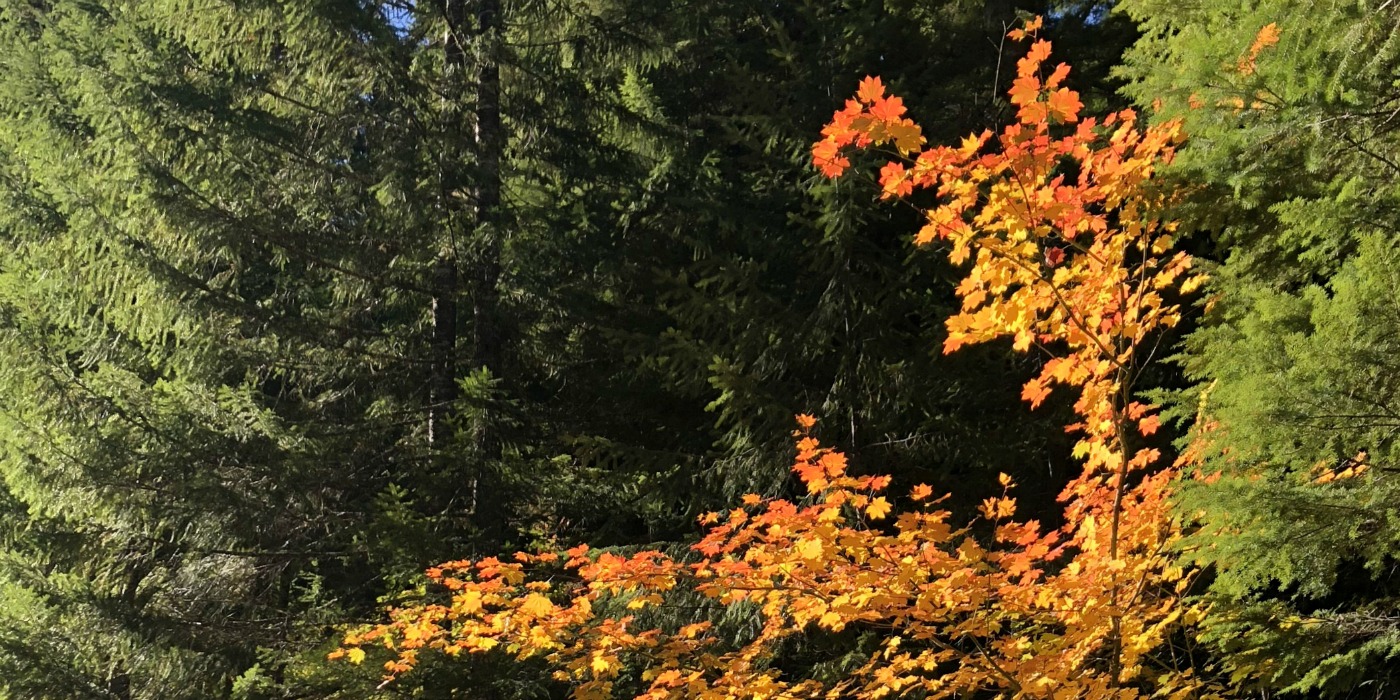 Vibrant Trees in Oregon