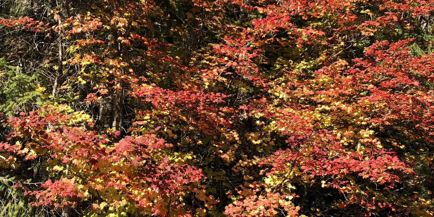 Fiery Red Leaves in Oregon