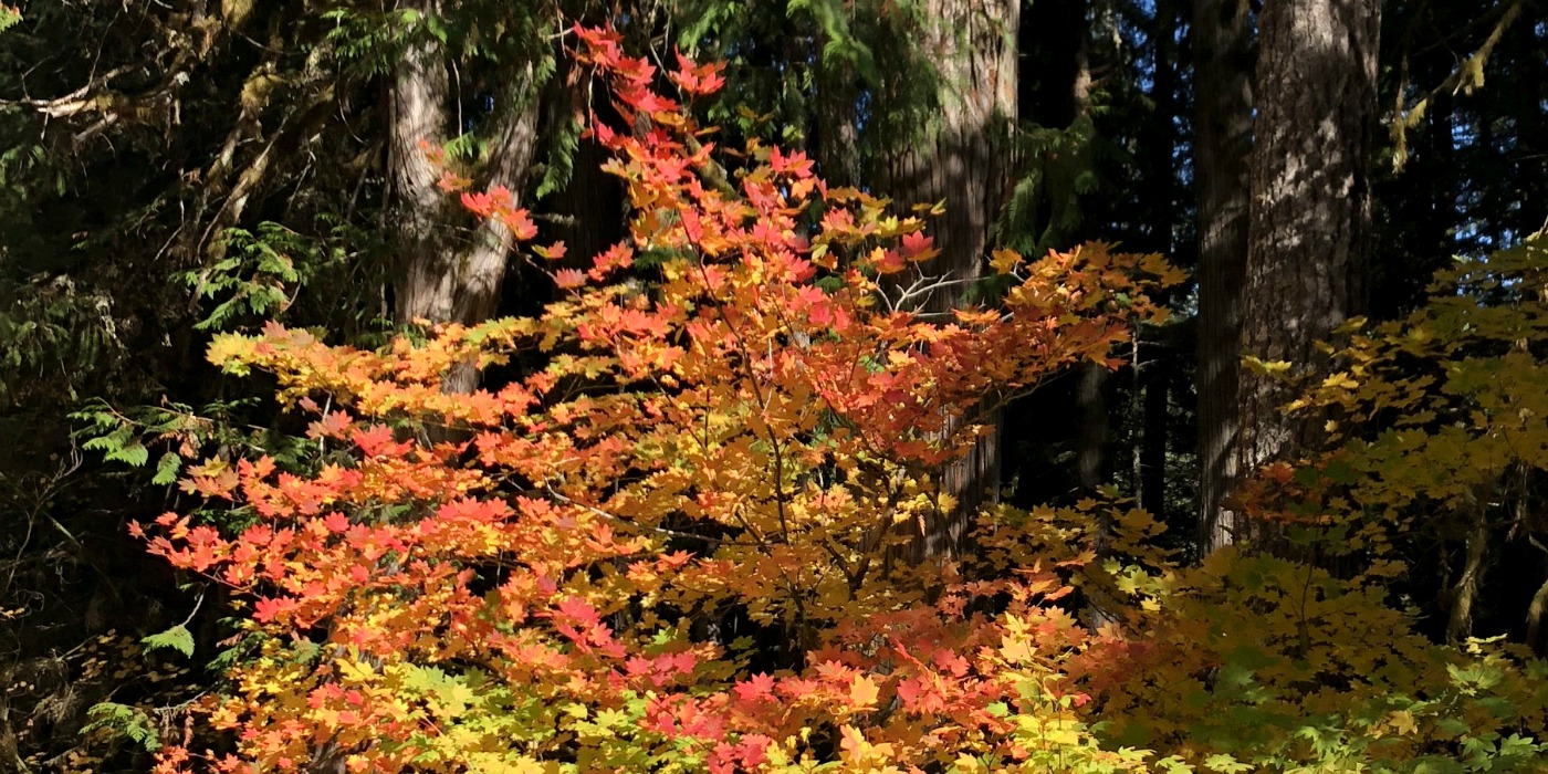 Fall Colors Ablaze in Oregon