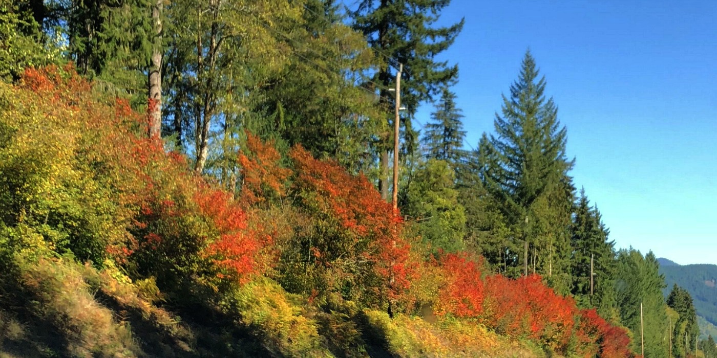 Roadside Colors in Oregon