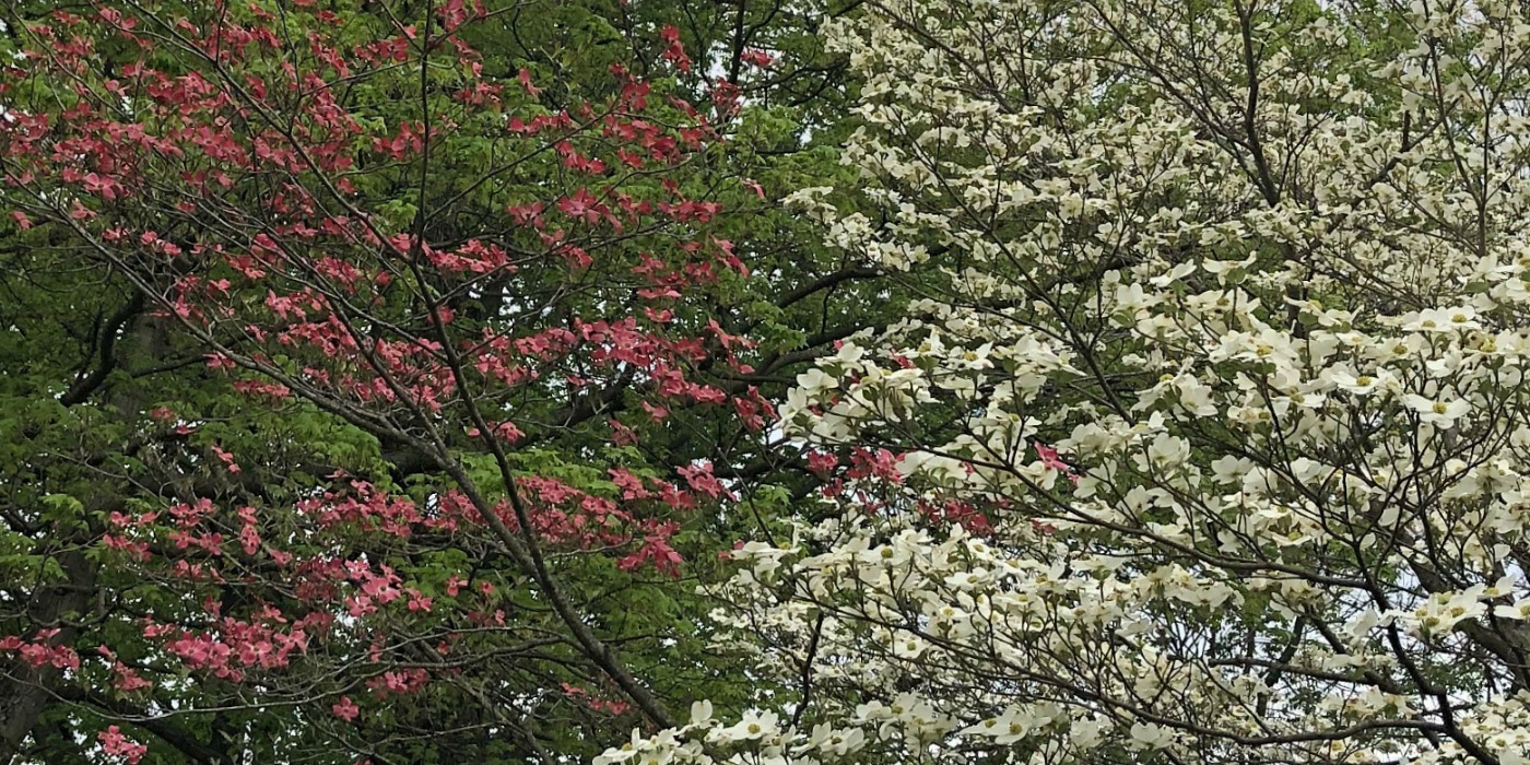 White and Pink Dogwoods at Laughing Heart Farm