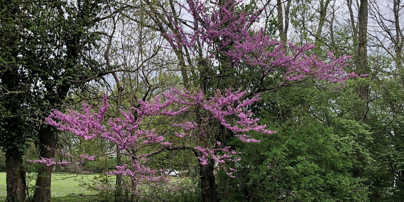 Redbuds at Laughing Heart Farm