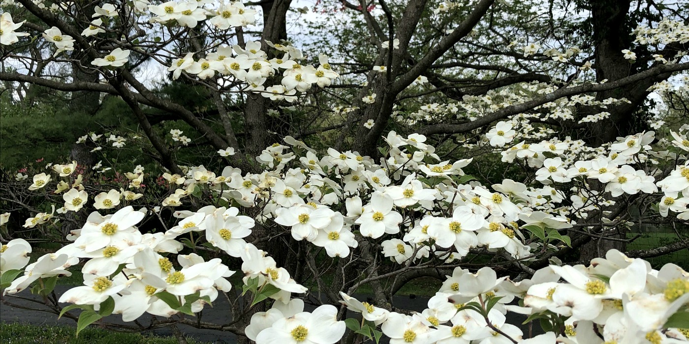 White Dogwoods at Laughing Heart Farm