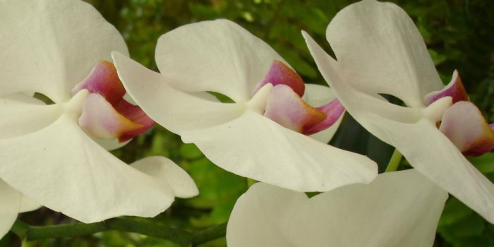 White Orchids in a Row